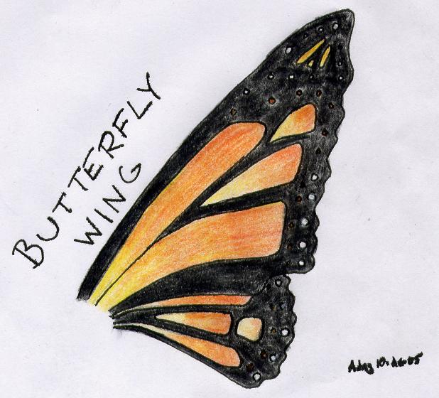 Butterfly Wing by AJay-the-Pyro