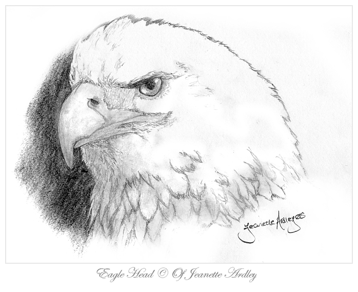Eagle Head by AdonisBlue