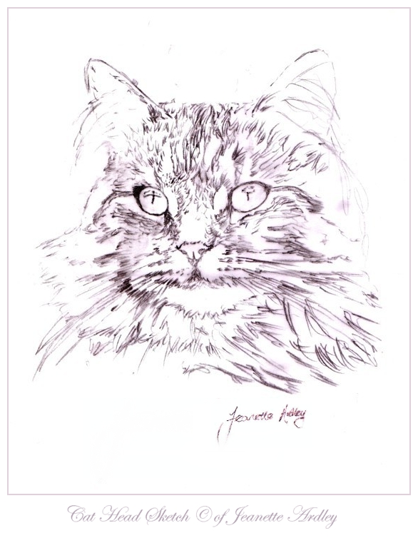 Cat Head Sketch by AdonisBlue