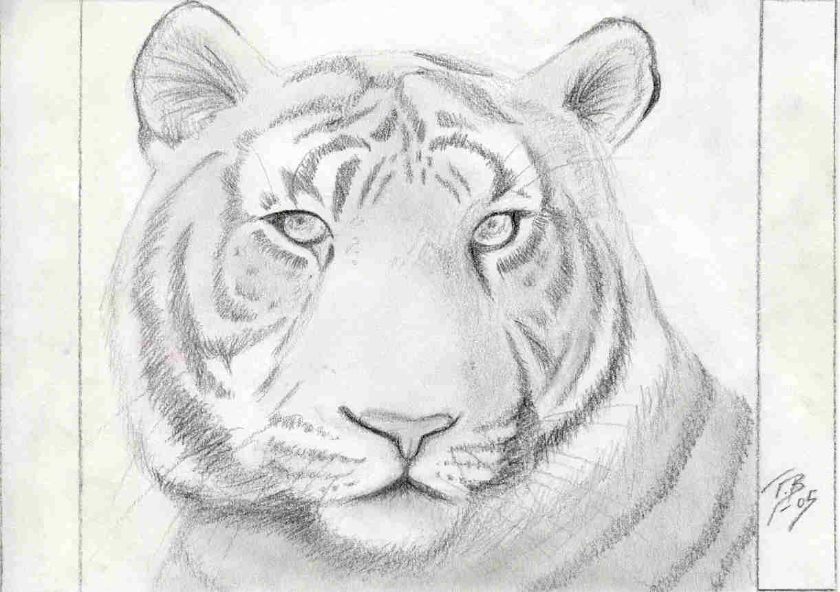 Tiger by Akihisa