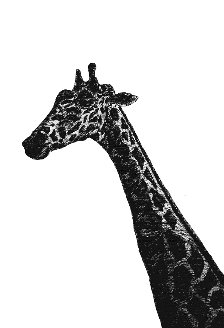 Giraffe by AlexBeasley