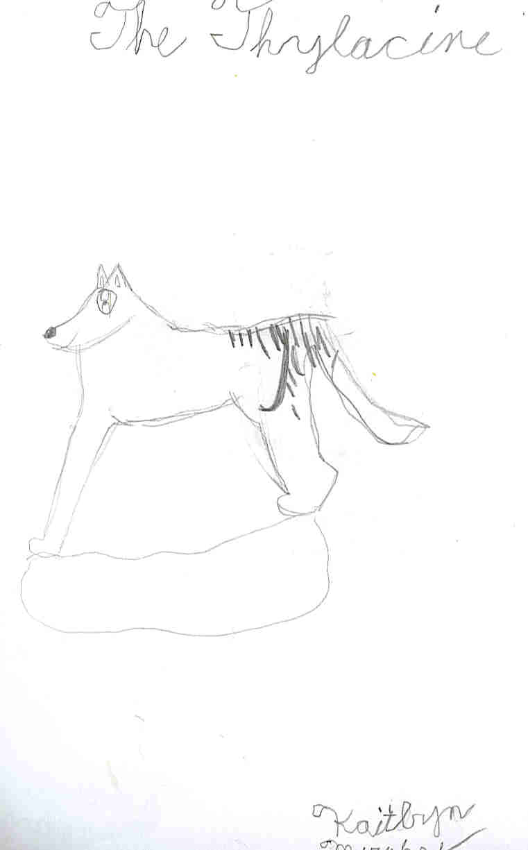 Thylacine by AnimeGurl12