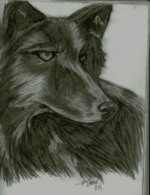 Black wolf by Animegirl2429