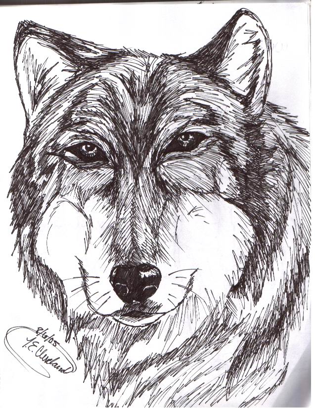 Wolf sketch in sharpie by Animegirl2429