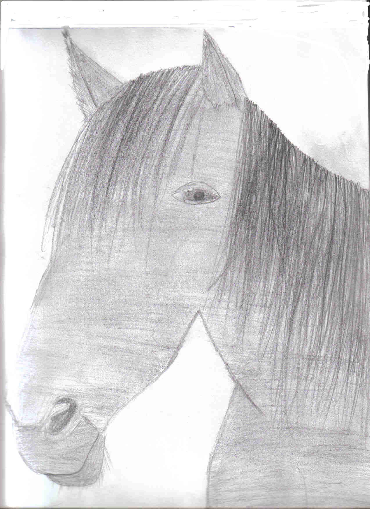 Horse. by Aniron