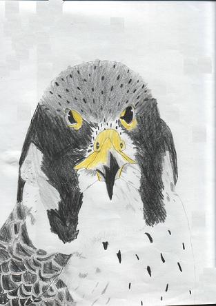 Peregrin falcon by Apprentice_of_art