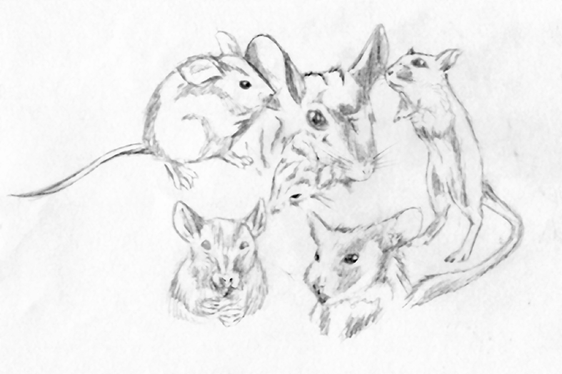 rodents by Arachne