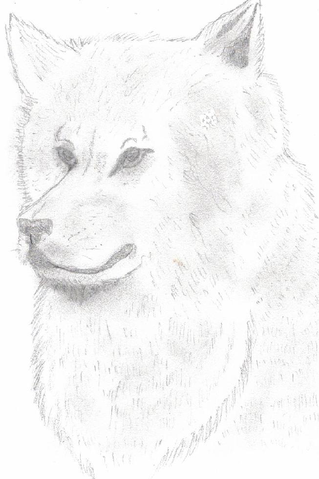 Wolf by ArcticWolfDemon