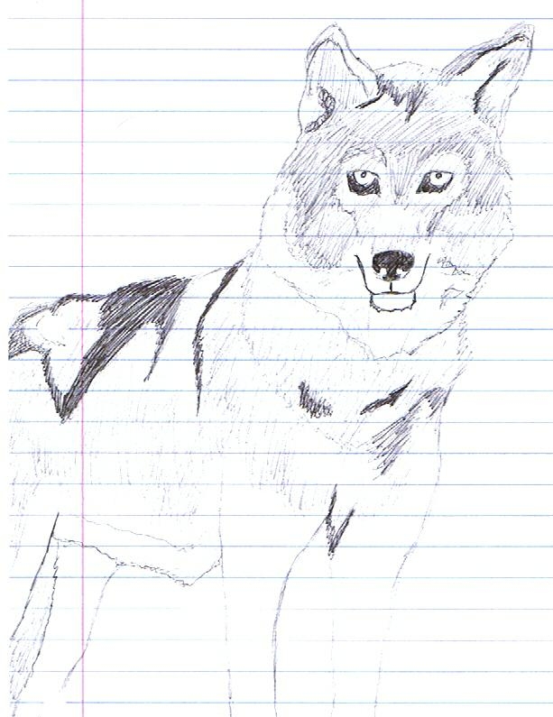 Grey Wolf In Pen by ArticWhiteMare