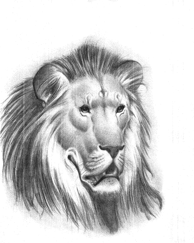 Lion drawing by ArtistinTraining56