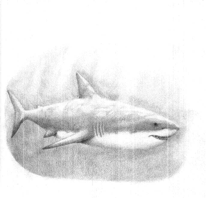 Shark drawing by ArtistinTraining56