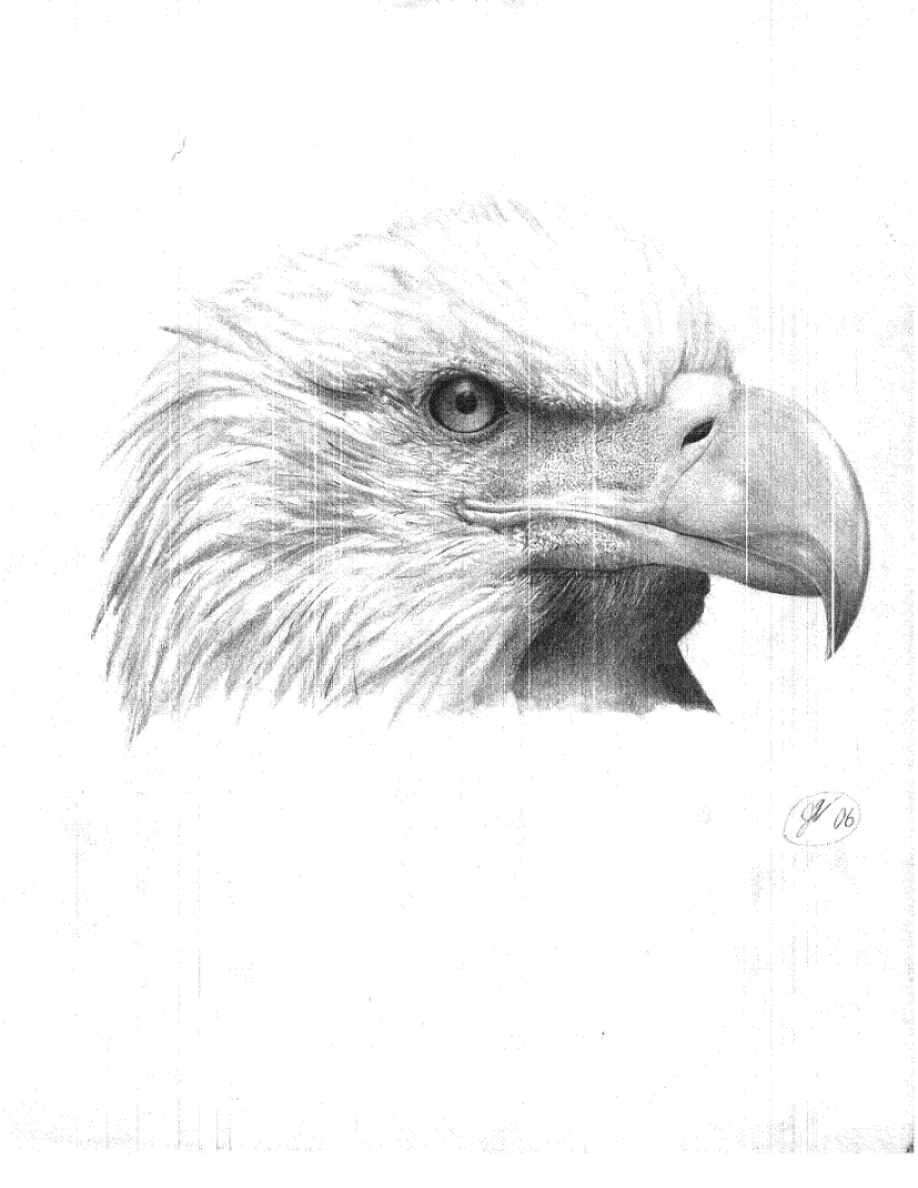 Eagle drawing by ArtistinTraining56