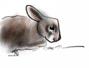 A Rabbit by Aspen