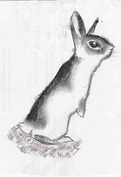 A bunny by Aspen