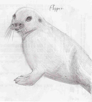 Flipper, seal pup by Aspen