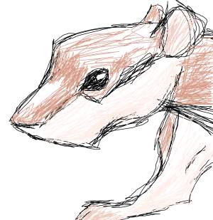 rat.  nice rat. by Aspen