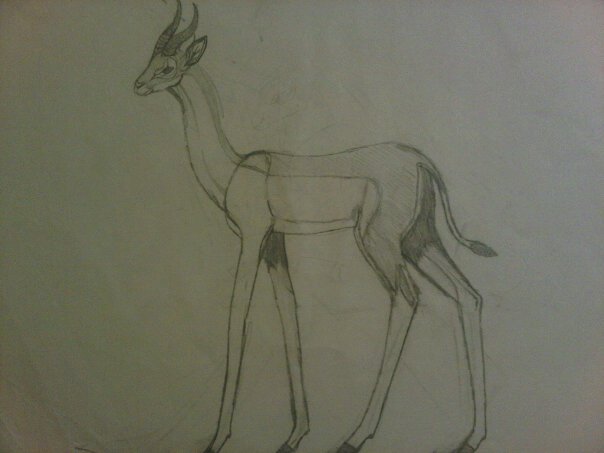 gerenuk sketch by anaithehedgehog1