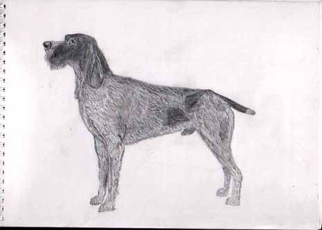 german wire haired pointer by animal_crackers200