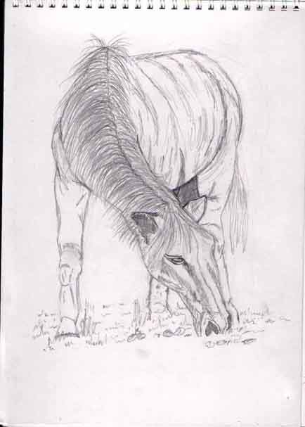 horse sketch by animal_crackers200