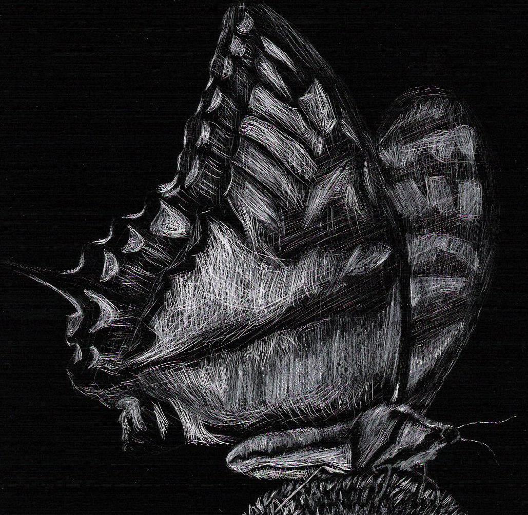 Scratch Art Butterfly by anime_shall_brainwash_us_all