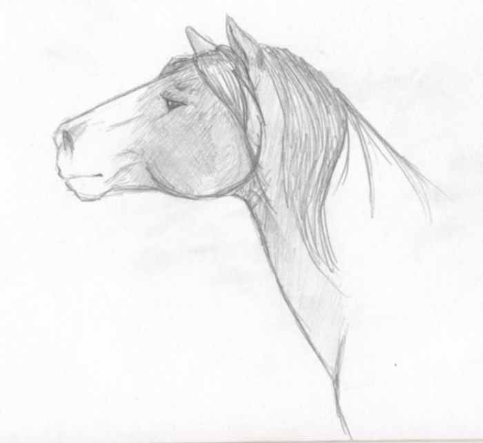 Sketchy Horse by aphraiel