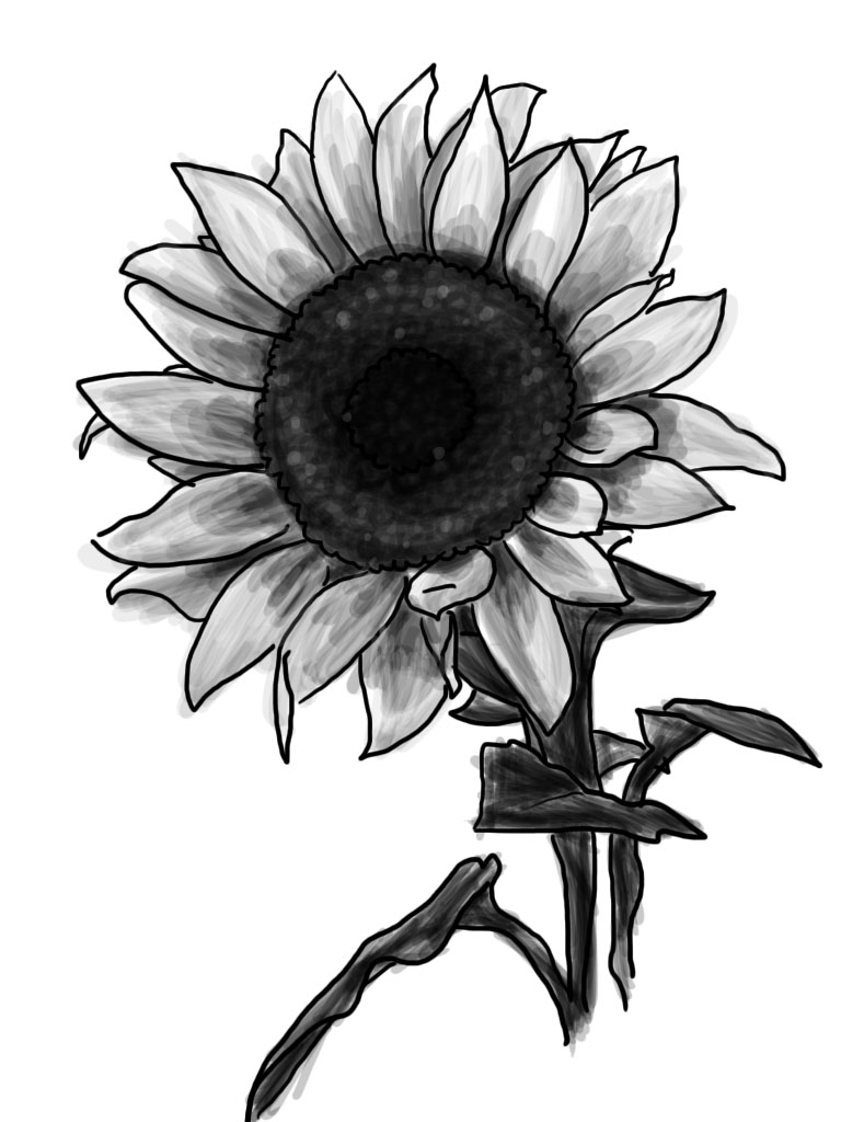 Sunflower by ashbrook