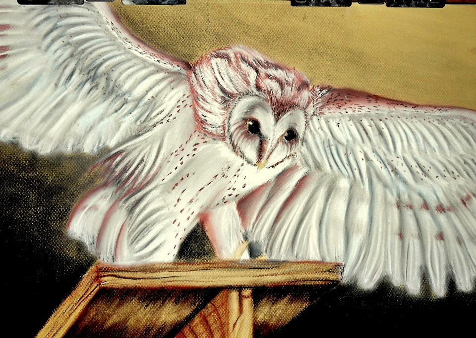 Owl on a Ledge by BGSGLGW1