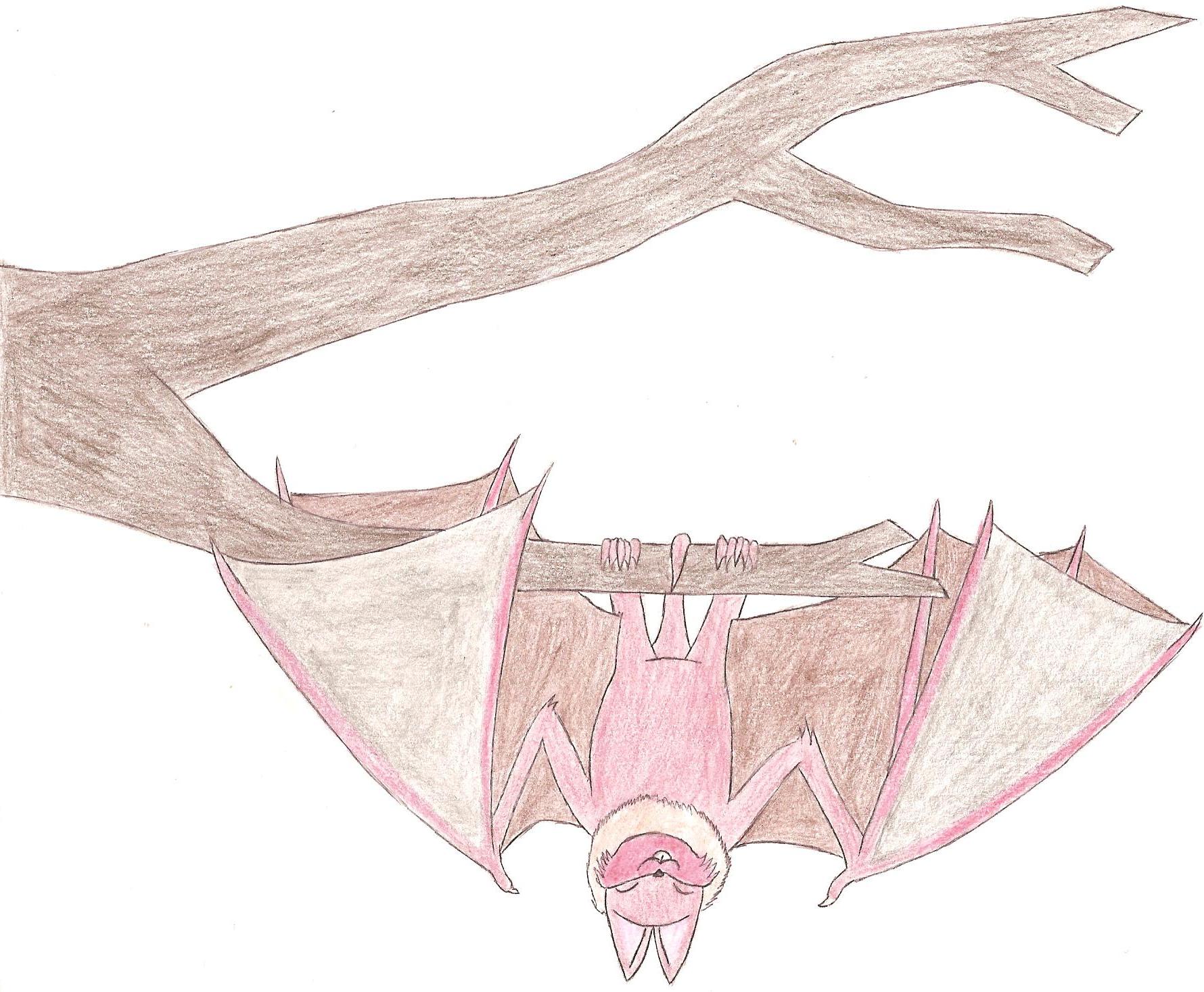My Fat Little Red Bat :3 by Batdragon
