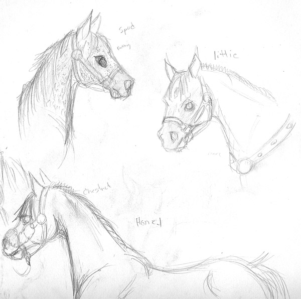 Horses from a horse show by Blitzava