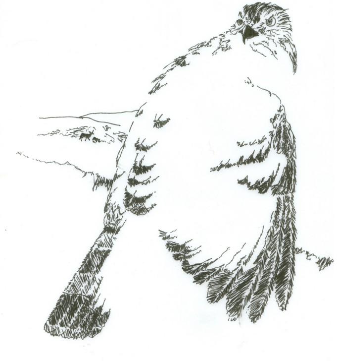 Pen&Ink Falcon by Broken_Spirit