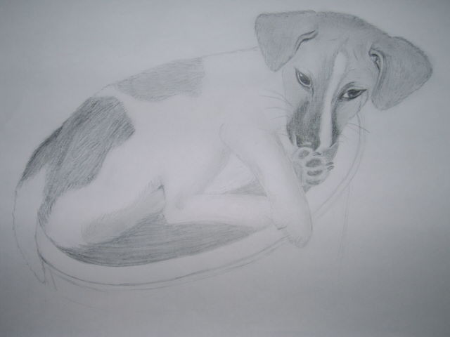 ~*Bella - my doggy-baby*~ by Buffycarrie