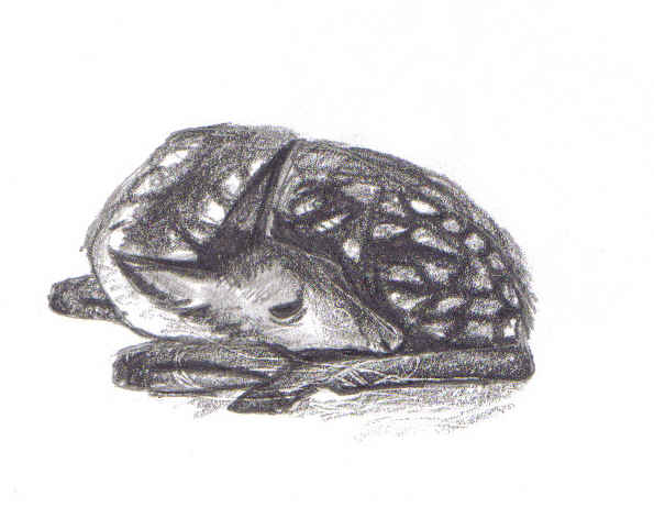 Deer Sketch by battousaisgurl