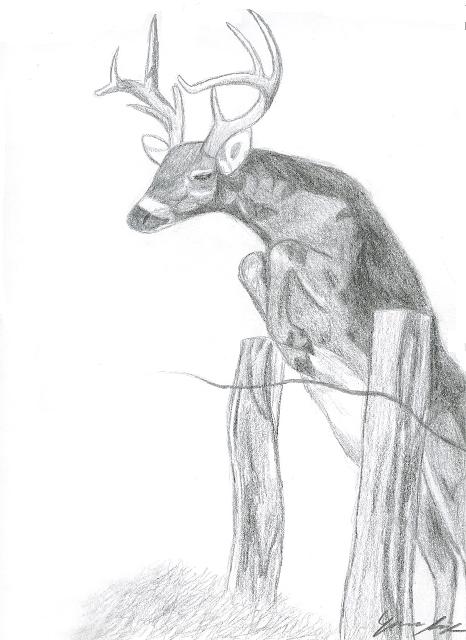 Deer by bermudamoon