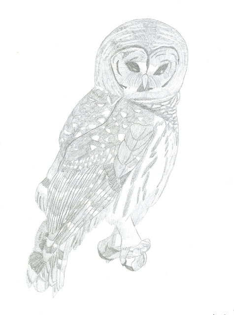 Barred Owl by bermudamoon