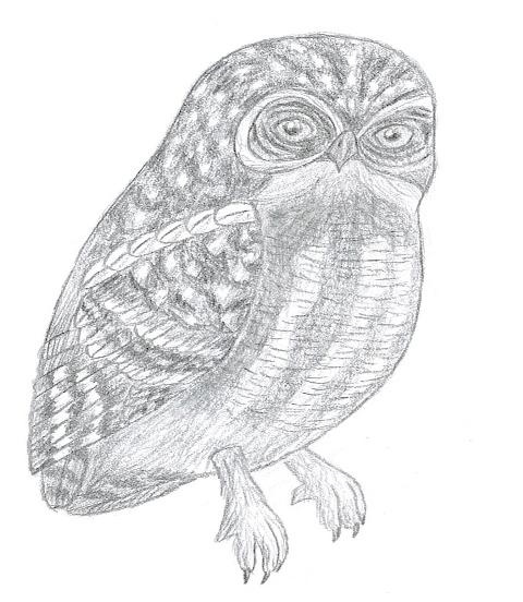 Elf Owl by bermudamoon