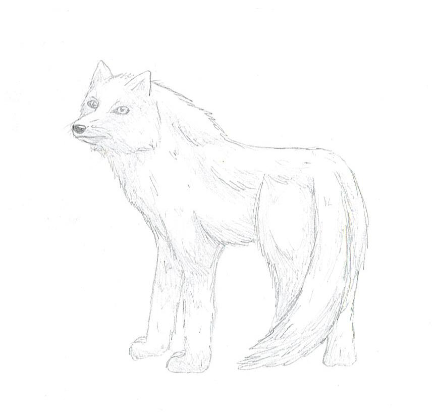 White Wolf by bermudamoon