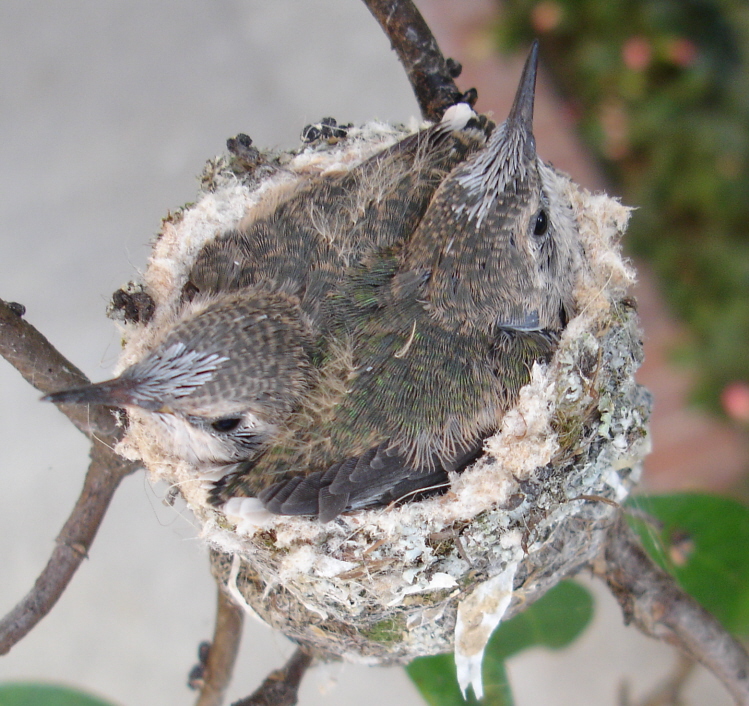 baby humming birds by born2bspazy