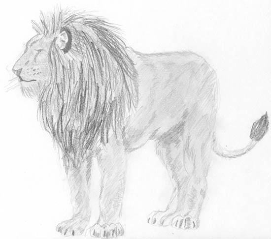 Lion by C1umzieOn3