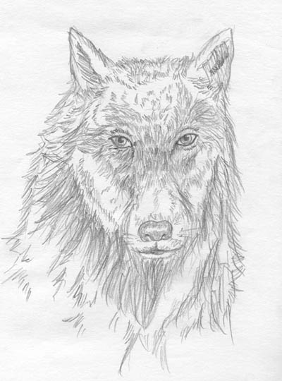 A Wolf by C1umzieOn3