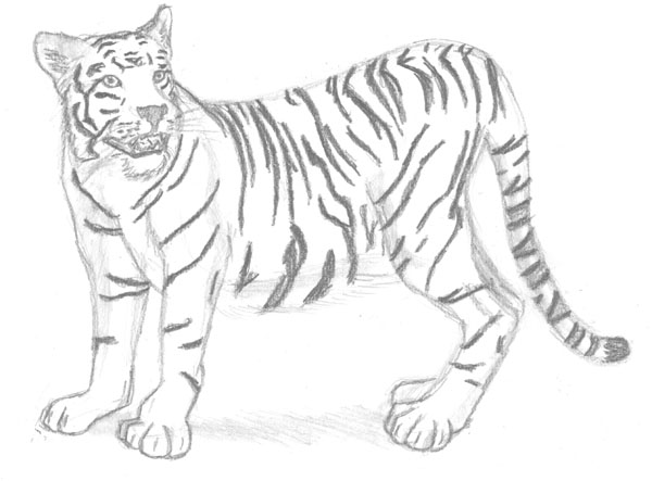 White Bengal Tiger by C1umzieOn3