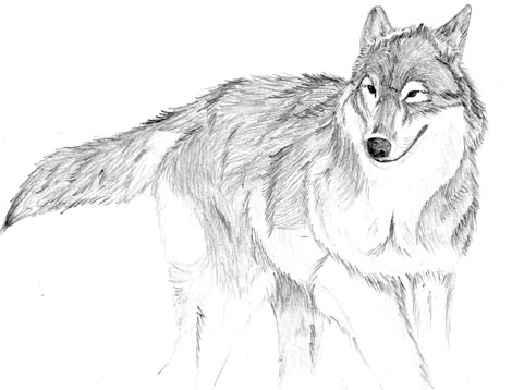 Grey Wolf by C1umzieOn3