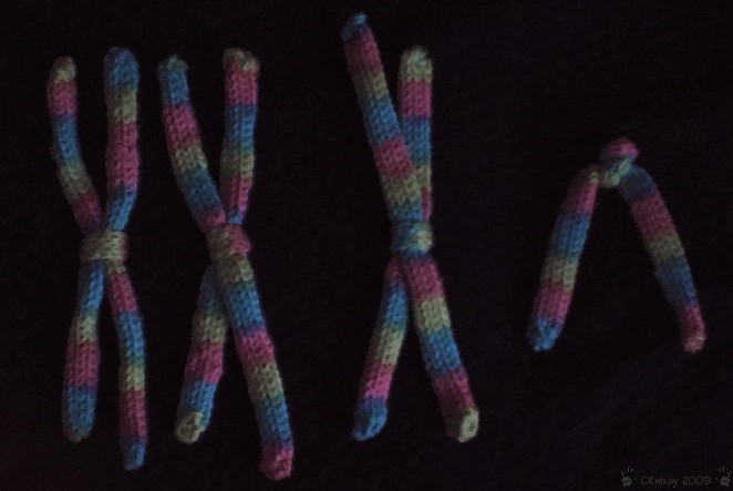Rainbow Chromosomes by CRwixey