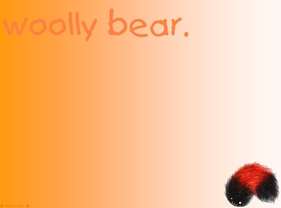 Woolly Bear by CRwixey