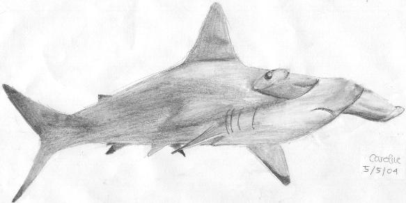 A Hammerhead Shark by Caronee