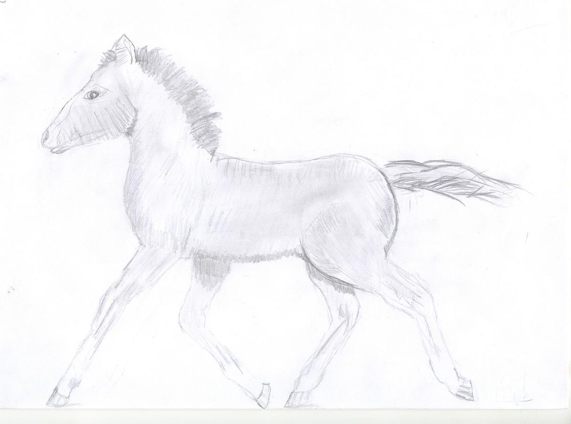 A foal by Celevita
