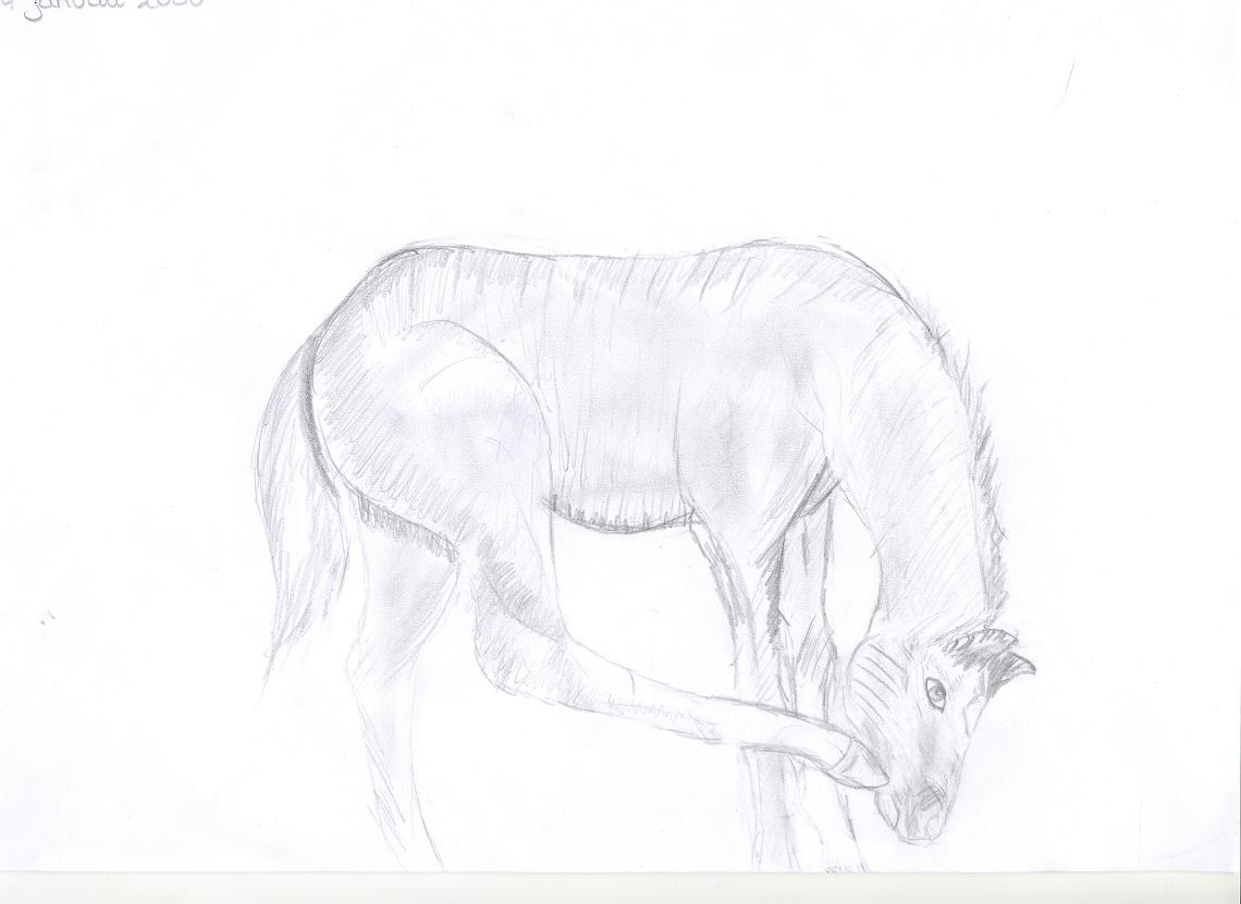 Foal by Celevita