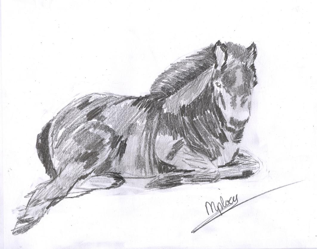 Przewalski horse by Celevita