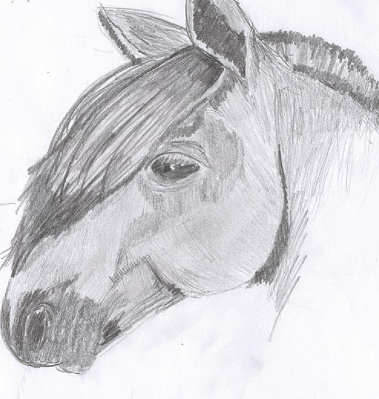 Horse head by Celevita
