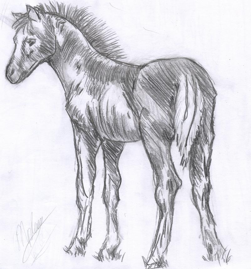 A mischievous Foal by Celevita