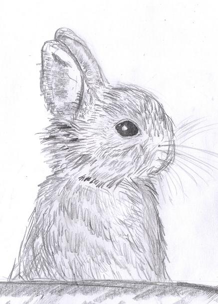 Rabbit by Celevita